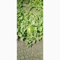 Продам кавун КАРИСТАН
