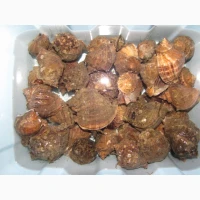 Черноморская мидия живая, свежая, прямо с моря. Крупный размер