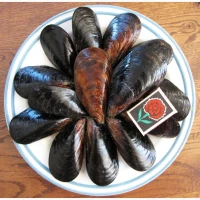 Черноморская мидия живая, свежая, прямо с моря. Крупный размер
