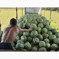 Кавун оптом з поля.Кіровоградська область.Інгулецьке