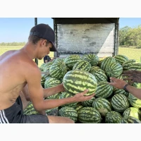 Кавун оптом з поля.Кіровоградська область.Інгулецьке
