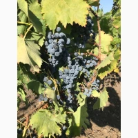 Продам виноград для виробництва вина