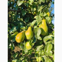 Продам грушу оптом Листопадову(Ноябрську)