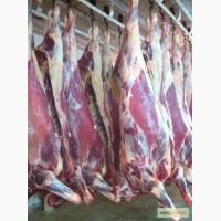 Cow frozen (Halal) - Корова в полутушах замороженная