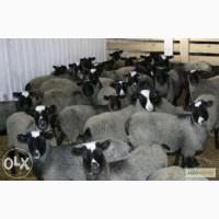 Овцы племенные
