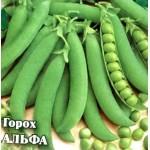 Продам семена сахарного горох Альфа оптом от производителя
