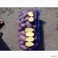 Продам картофель Ред Леди