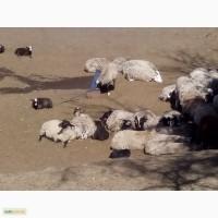 Продам вівці романівської породи