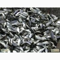 Продаю зарибок Короп 300-350 гр. толстолоб 200-300 гр