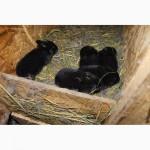 Продам кроликов на племя европейское серебро Бровары и область. Кролик фландр, Хила