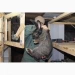 Продам кроликов на племя европейское серебро Бровары и область. Кролик фландр, Хила