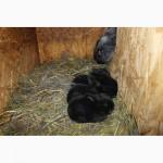 Продам кроликов на племя европейское серебро Бровары и область. Кролик фландр, Хила