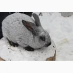 Продам кроликов на племя европейское серебро Бровары и область. Кролик фландр, Хила