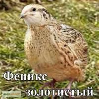 Мы реализуем инкубационные яйца перепела породы Феникс золотистый