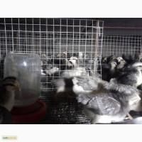 Курчата цыплята суточные и подросшие мясо-яичные Барвыстые и Кучинка