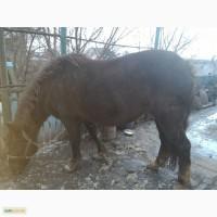 Продам кобилу