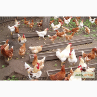 Продам куры Ломан Браун