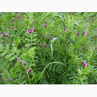 Продам вику яру, сорт Ярославна, різними обсягами, є 4 тони. Хмельницька обл, схожість 98%