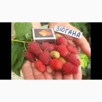Желтая малина Медовая Королева+сорта крупноплодной красной малины