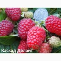 Желтая малина Медовая Королева+сорта крупноплодной красной малины