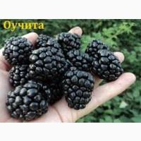 Желтая малина Медовая Королева+сорта крупноплодной красной малины
