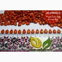 Семена кукурузы ранняя ДН Пивиха ФАО –180