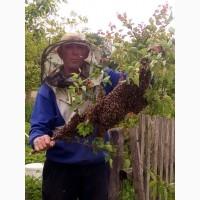 Продам Рой - 400гр