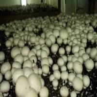 Продажа грибов шампиньонов со своей грибной мини фермы