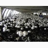 Продажа грибов шампиньонов со своей грибной мини фермы