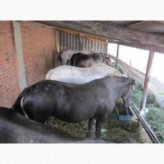 Продам лошадей на мясо жирных