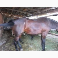 Продам лошадей на мясо жирных