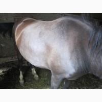 Продам лошадей на мясо жирных