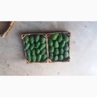 Fresh Avocado