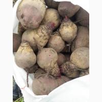 Свекла Буряк Водан Второй сорт