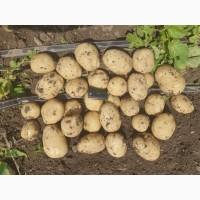 Продам картофель