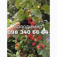 Продам садженці малини Зюгана (Весна 2020)