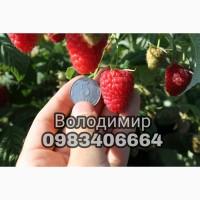 Продам садженці малини Зюгана (Весна 2020)