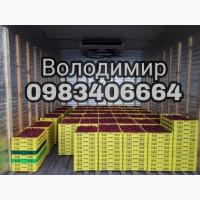 Продам садженці малини Зюгана (Весна 2020)