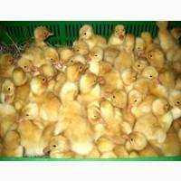 Продаж каченят
