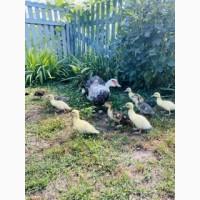 Продам мускусных утят и утку