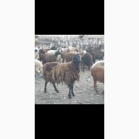 Барани курдючні
