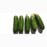 Огурец колючий