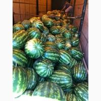 Продам арбуз с поля ОПТ