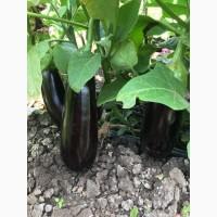 Продам Баклажан с Поля