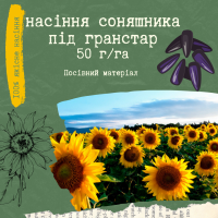 Продам насіння соняшника під Гранстар (50г/га)