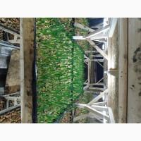 Продам цибулю перо