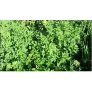 Продам семена люцерны ЛАСКА. Магниченные. Первая репродукция