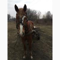 Продається кобила