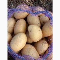 Продам семенную картошку оптом первая и вторая репродукция