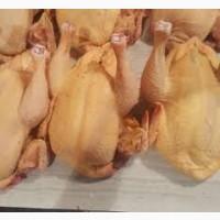 Продам тушки домашнего бройлера